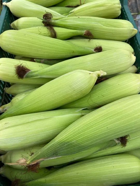 Milho verde fresco para venda