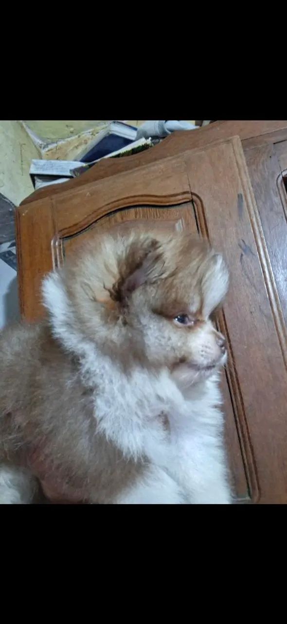 Filhote de Spitz Alemão macho e fêmea  - Foto 4