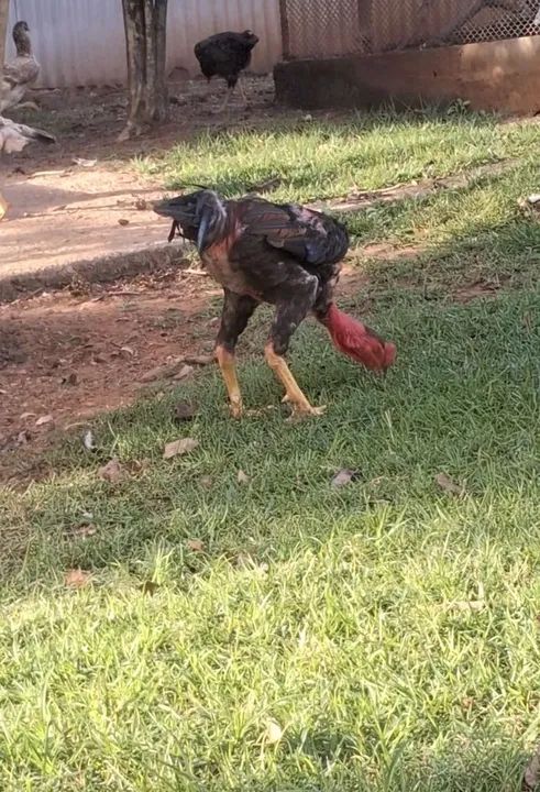 Galo - Foto 4