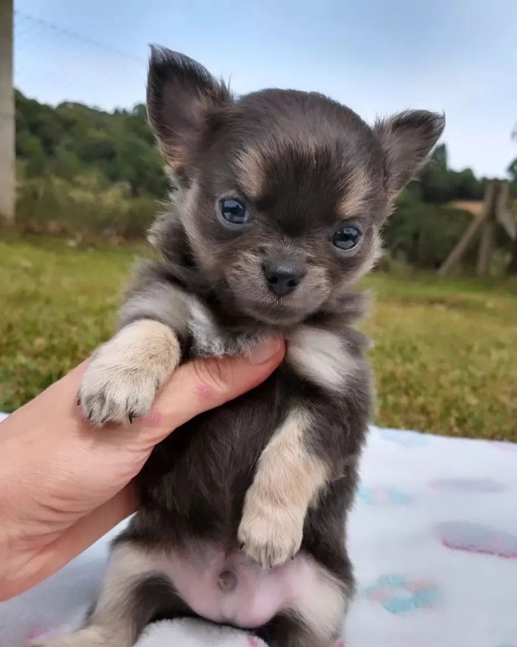 Chihuahua canil especializado Passo Fundo e região canil  - Foto 4