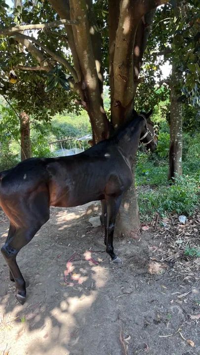 Cavalo puro sangue inglês  - Foto 5