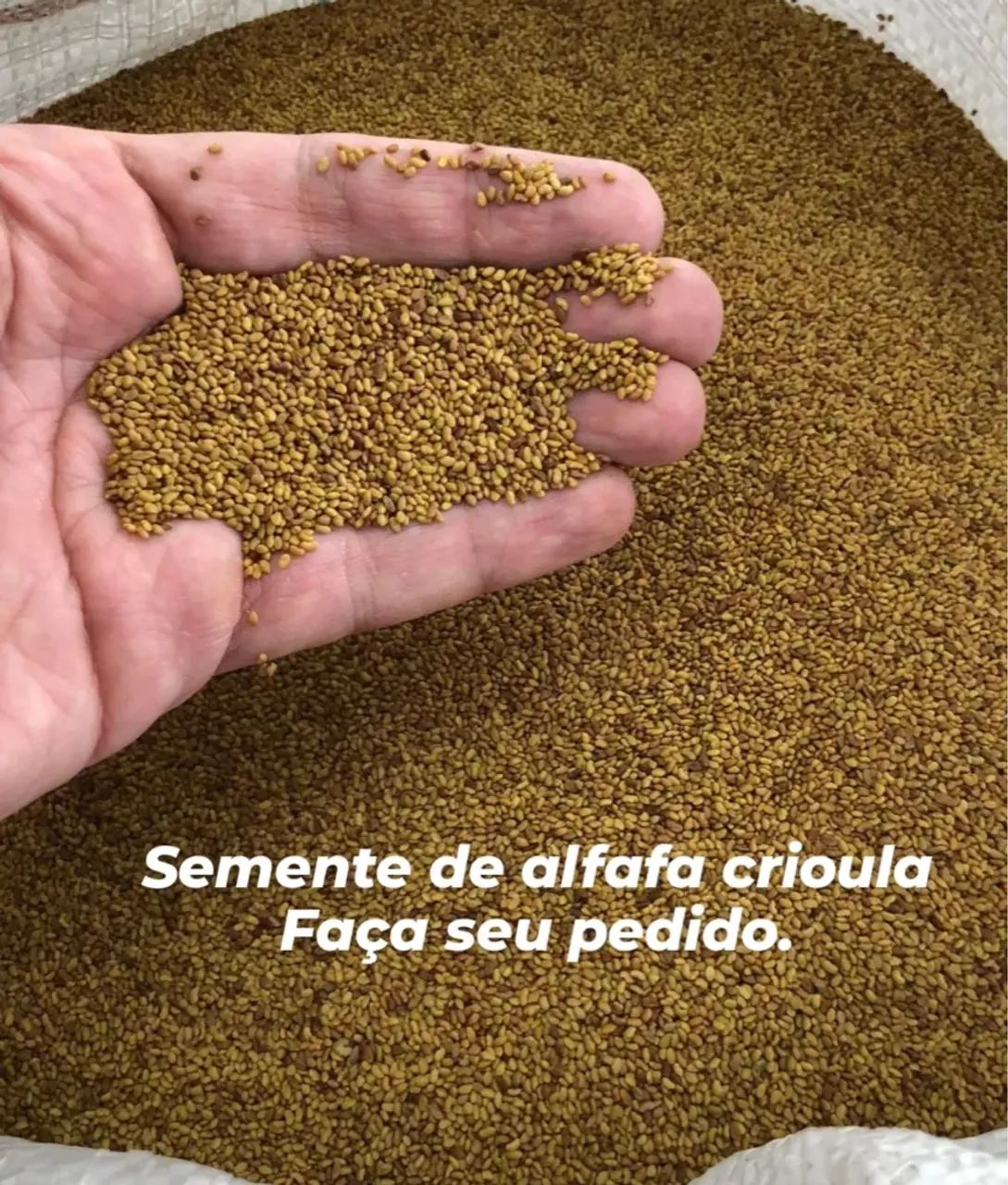 Semente de Alfafa Crioula