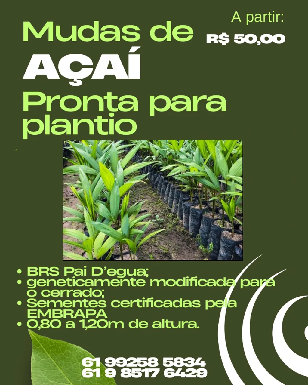 Mudas de Açaí Prontas para Plantio - BRS Pai D'egua