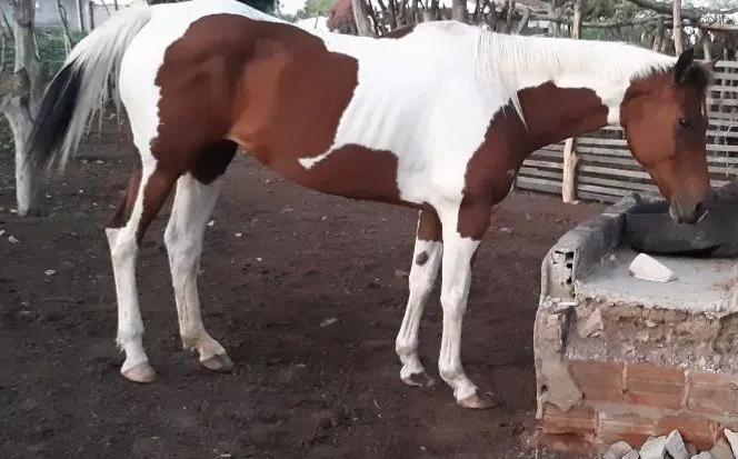 Égua paint horse