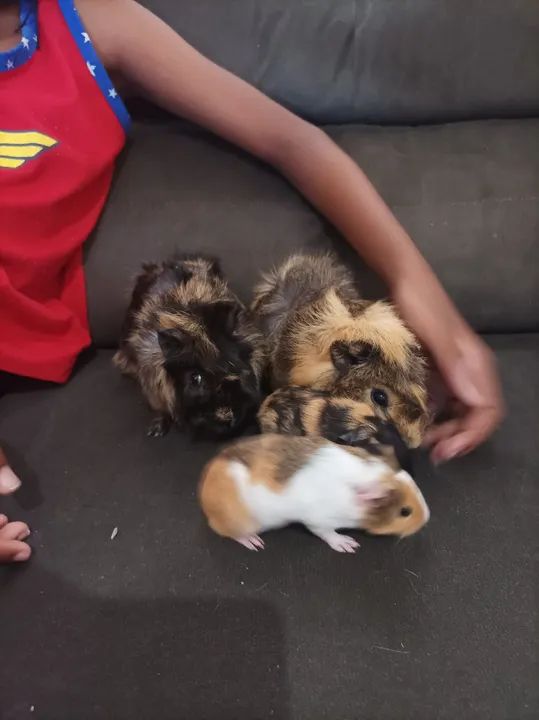 Vendo porquinho da índia 