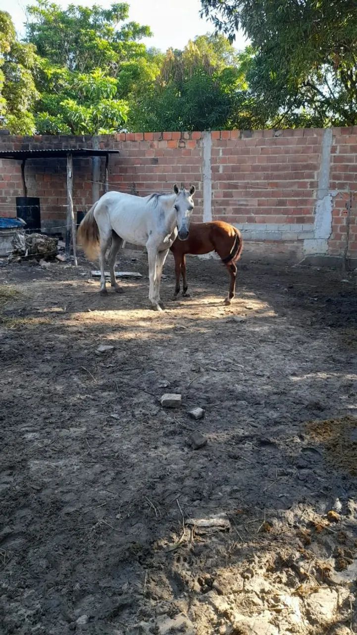 Égua com potro 2.000 - Foto 3