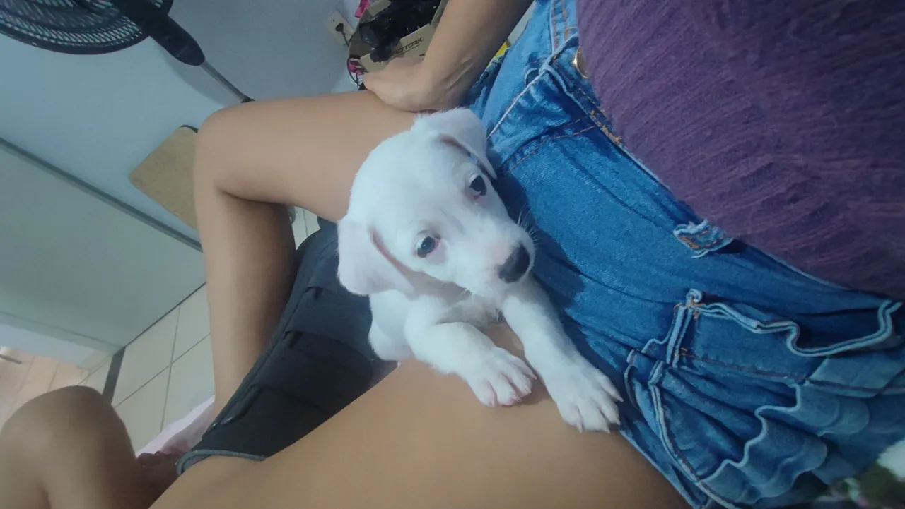 Filhote fofo para adoção raça salsicha.