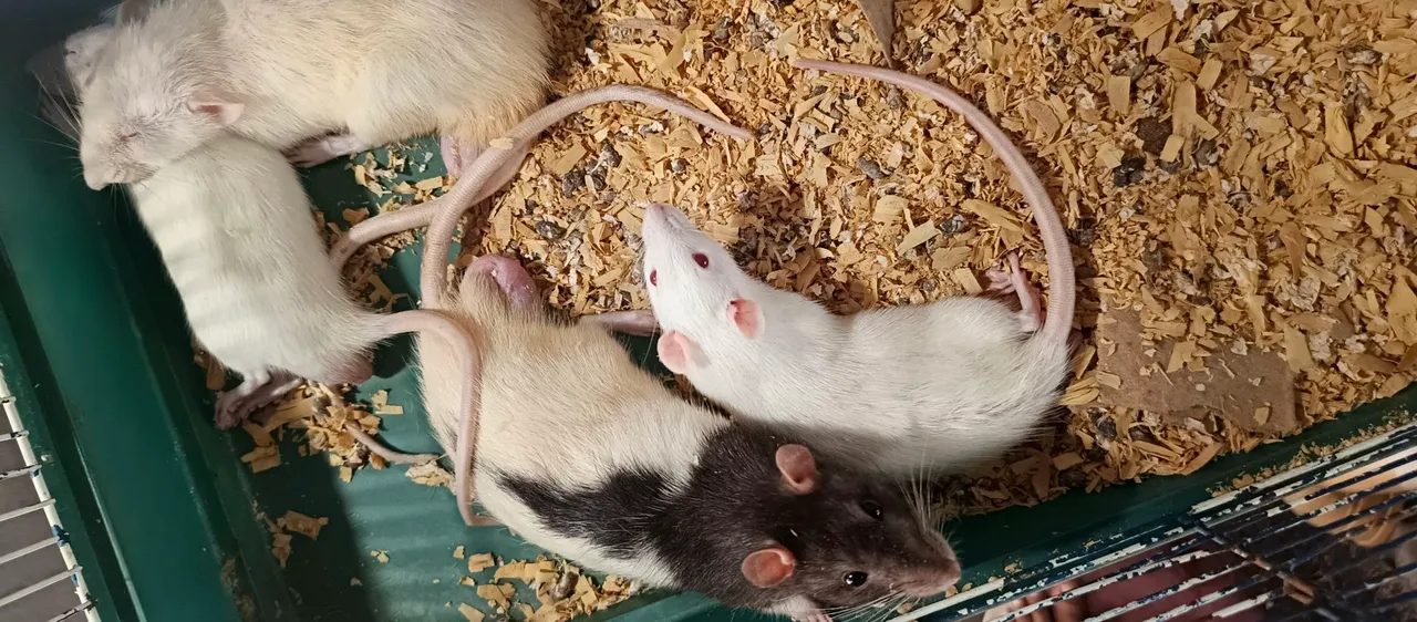 Ratos de estimação, adoráveis e mansos!
