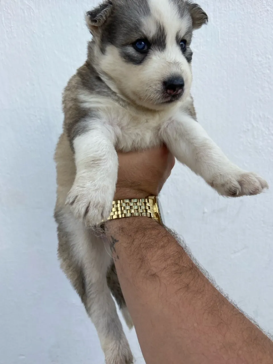 Filhote de Husky Siberiano fêmea olhos azul e cinza (heterocromia)