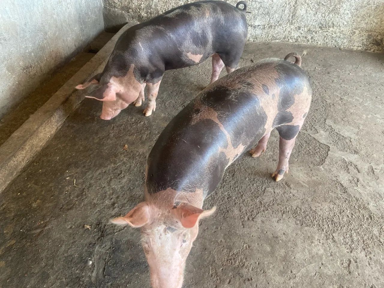 Suínos de ótima qualidade  - Foto 4