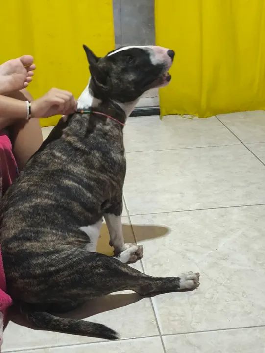 Bull terrier  - Foto 2