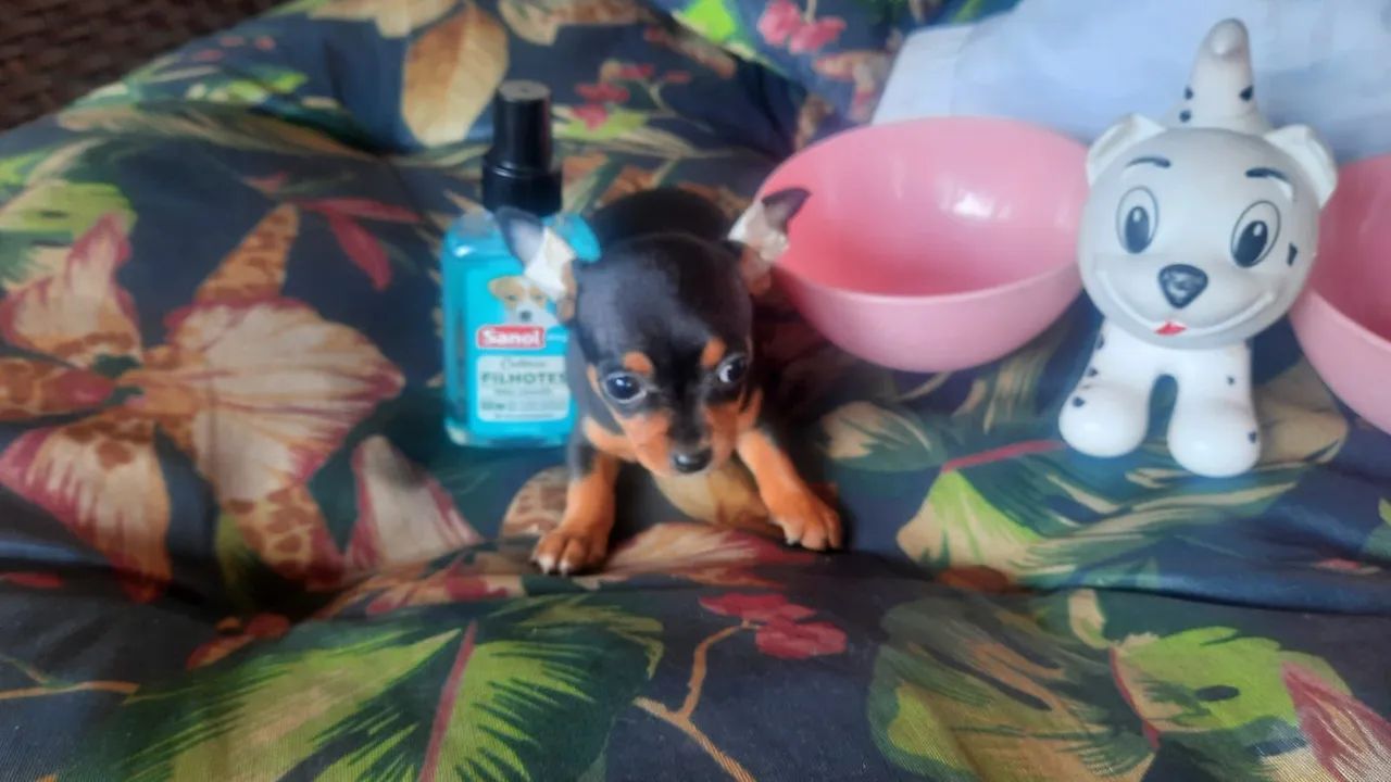 Pinscher 00 perfeitos filhotes black in tan com garantia e procedência - Foto 4
