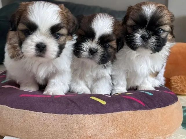 Filhotes de Shih Tzu Porte Pequeno lindos e carinhosos , vacinados e com pedigree  - Foto 5