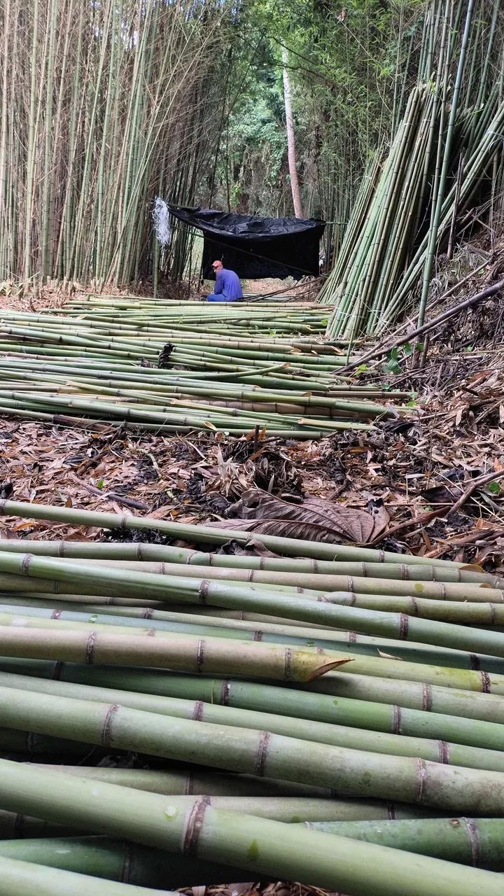 Bambu para venda estaca de tomate ? - Foto 3