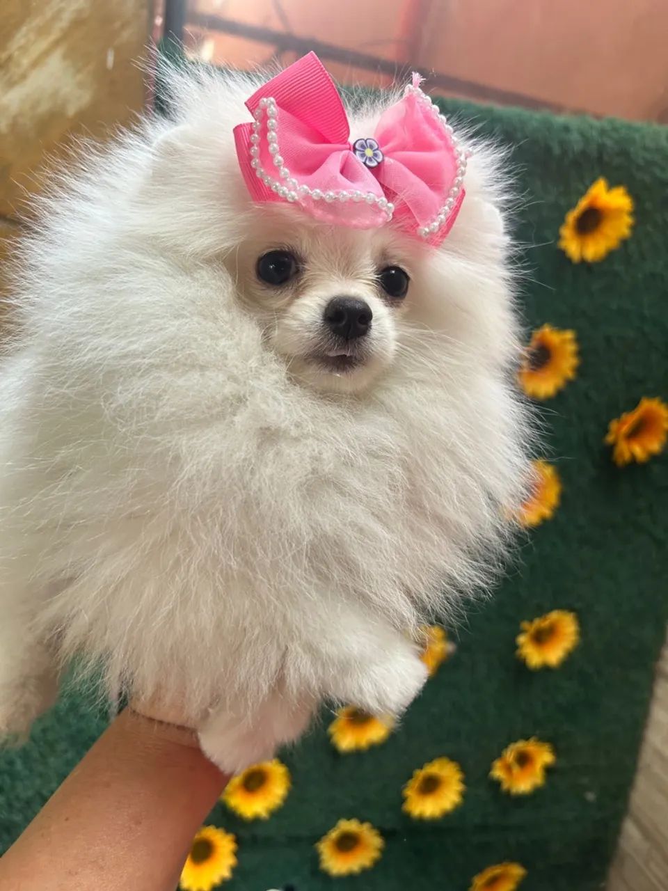 Lulu Pomerania 