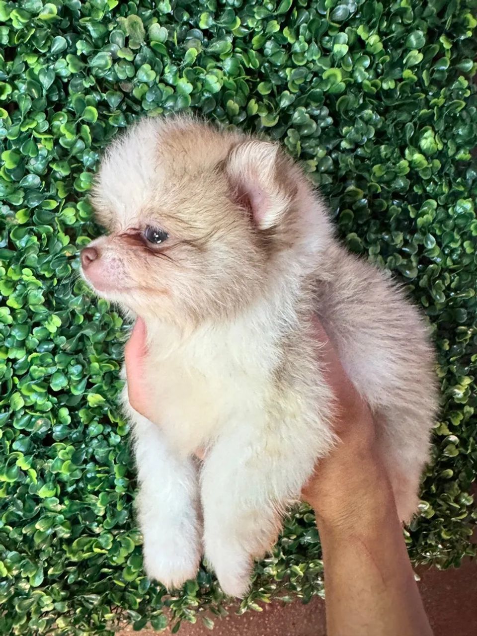 Filhote de Spitz Alemão - Lulu da Pomerania  - Foto 4