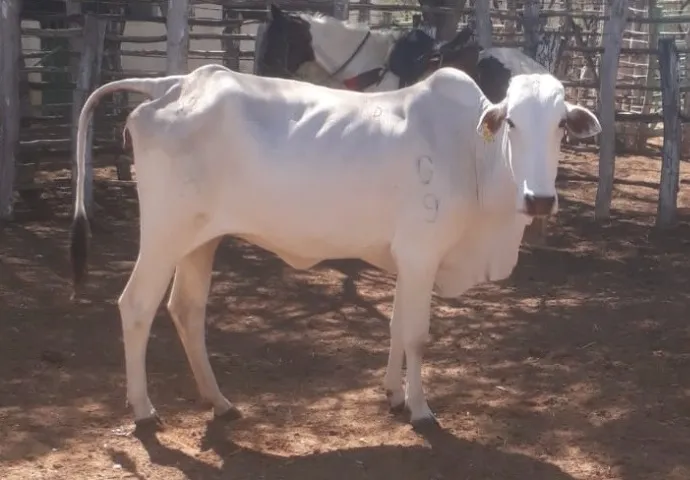 3 vacas Nelore