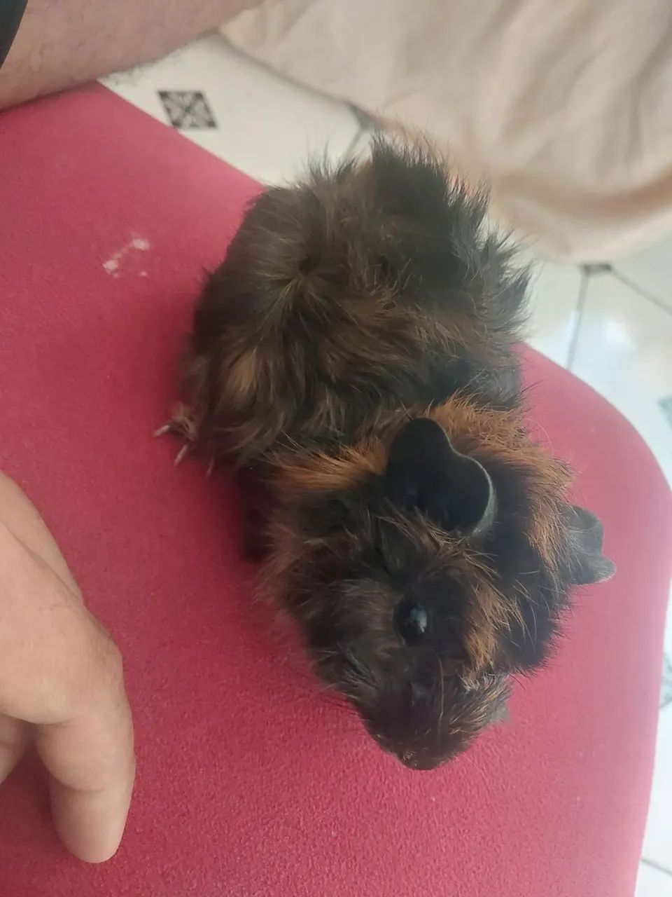 Porquinho da india e coelhos 