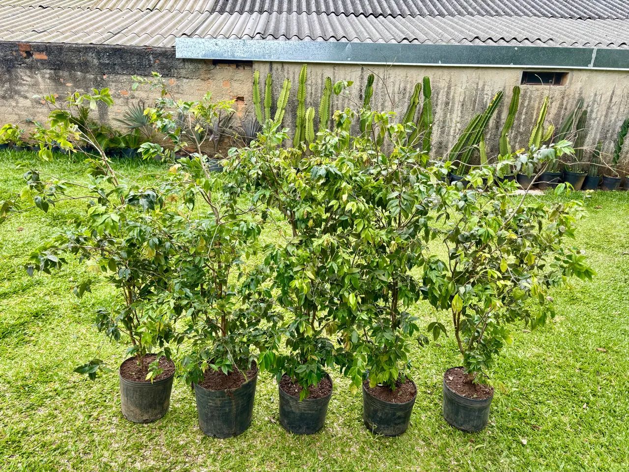 Jabuticaba híbrida 1.30m 