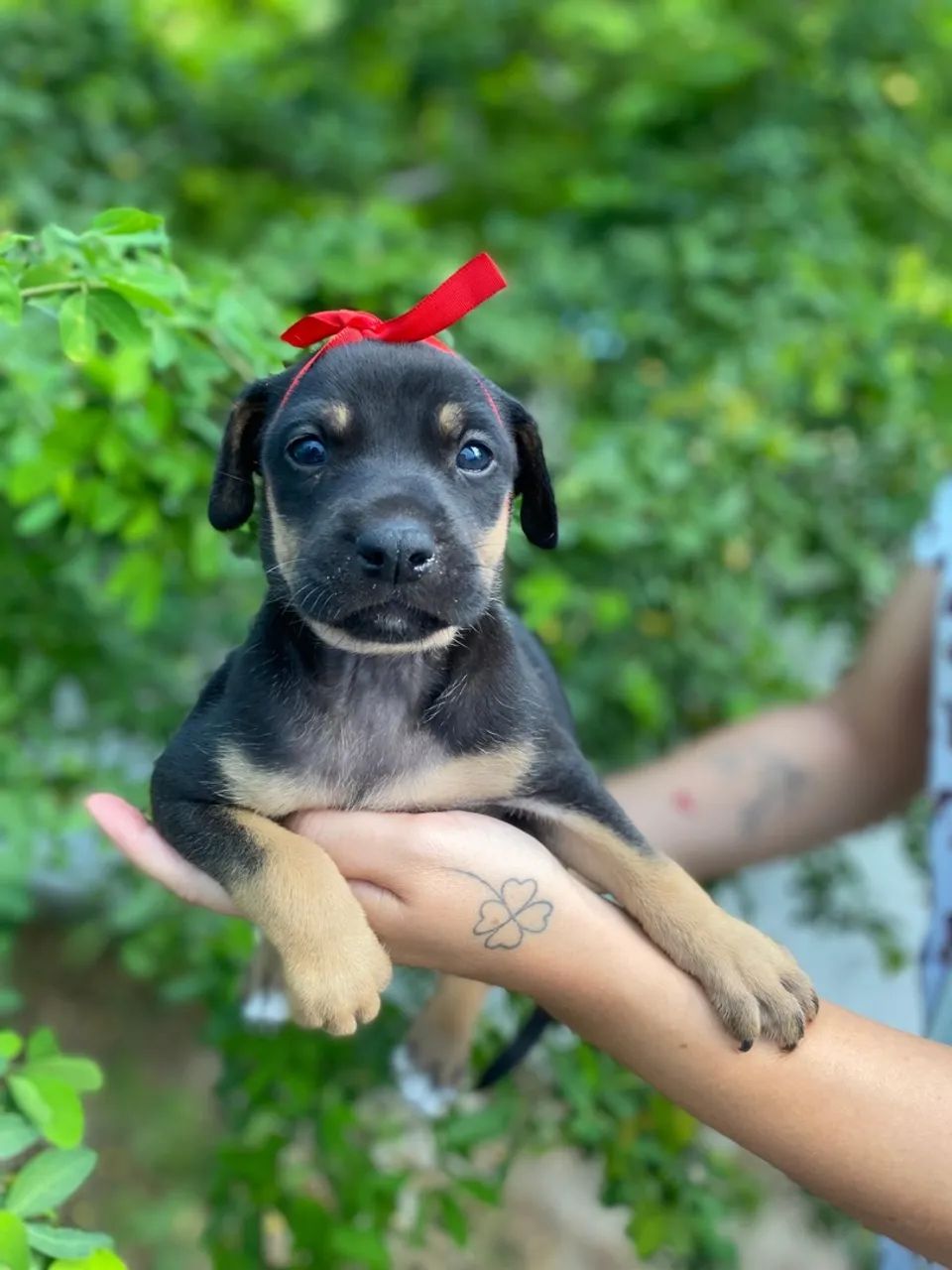 Filhote de cachorro disponível para adoção