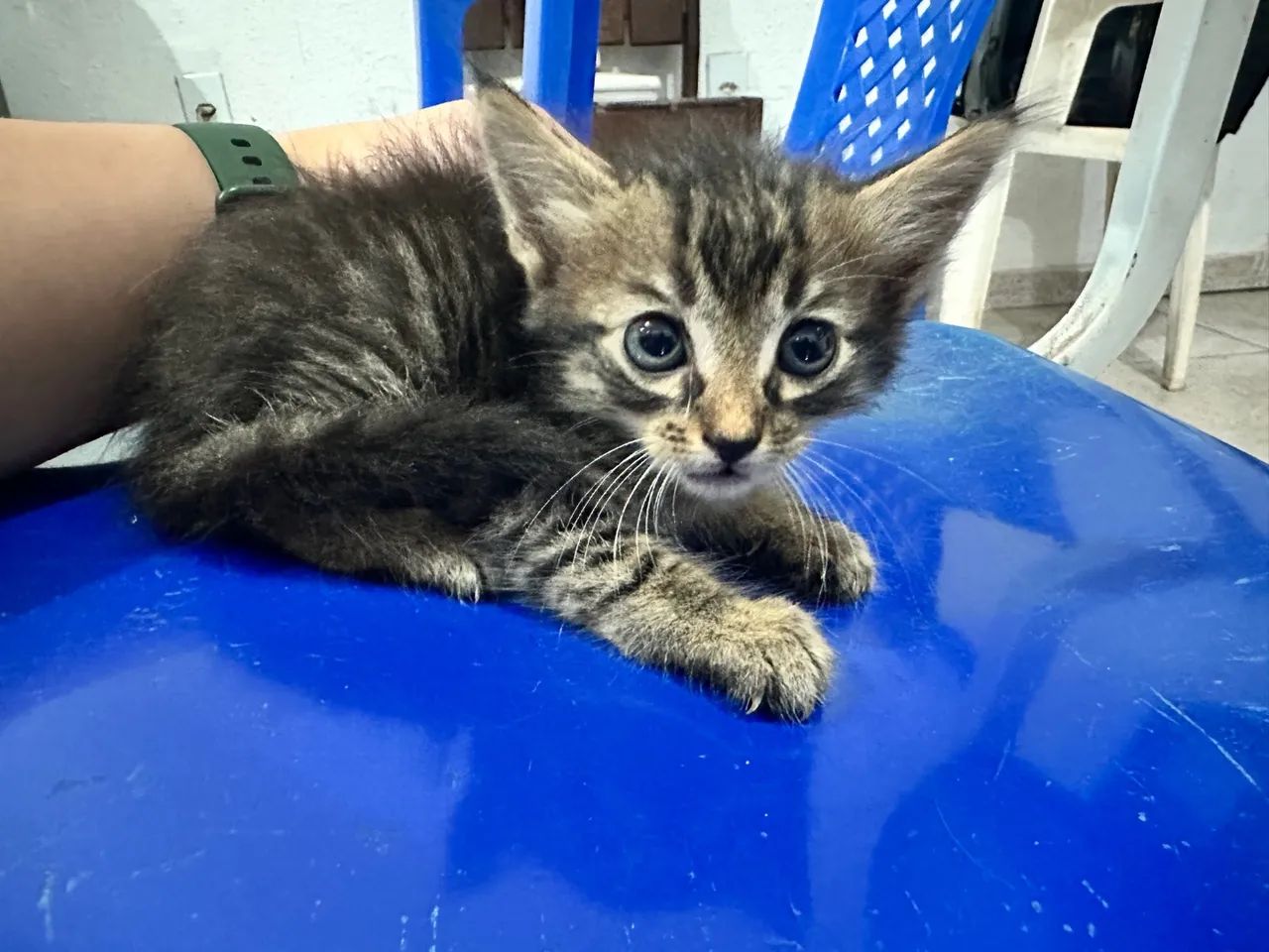 Gatinho disponível para adoção responsável!
