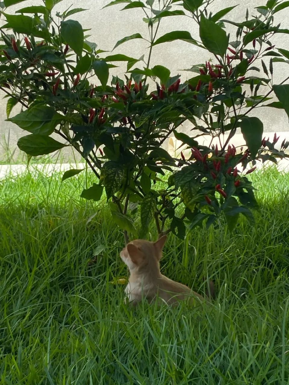 Filhote Chihuahua  - Foto 4