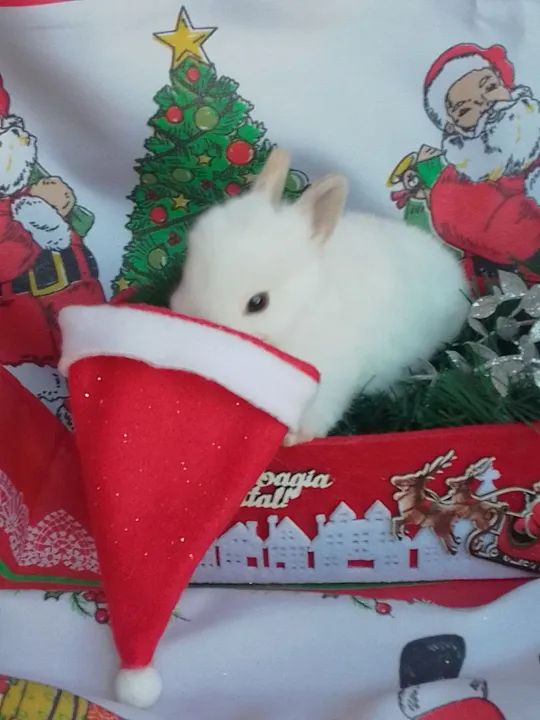 Coelha Mini Netherland com 30 dias  - Foto 3