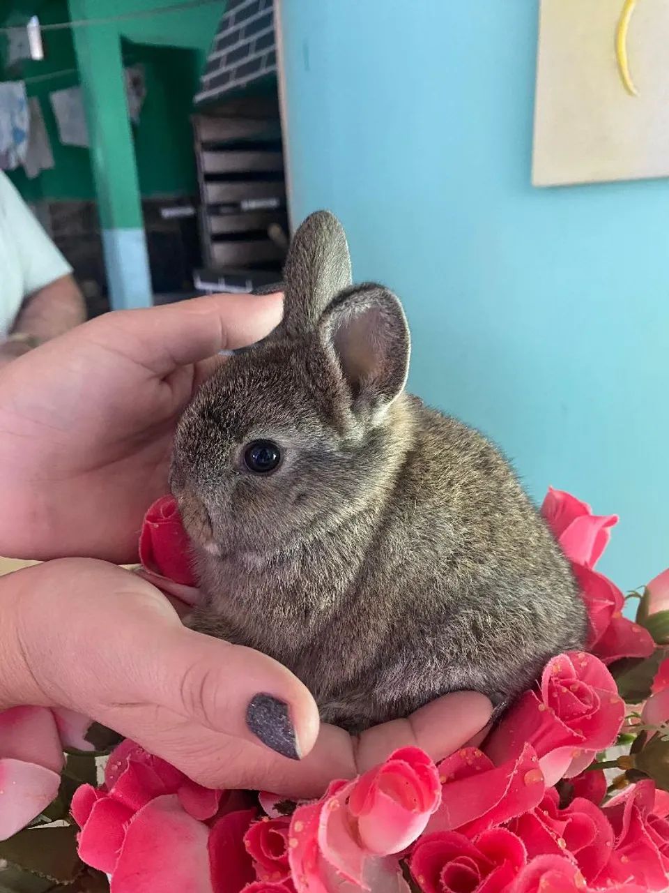 Coelhinhos anão nerteland  - Foto 4