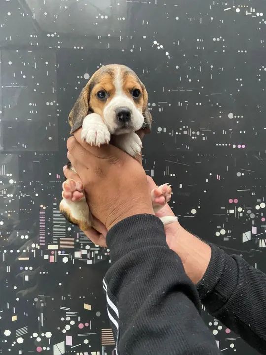 Beagle Tricolor- Procurando um lar cheio de amor 
