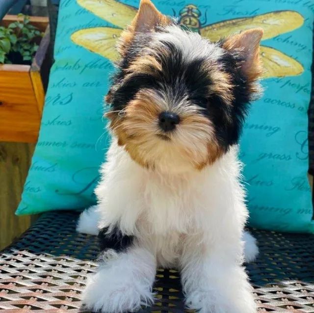 Biewer Terrier com pedigree: charme e qualidade garantidos