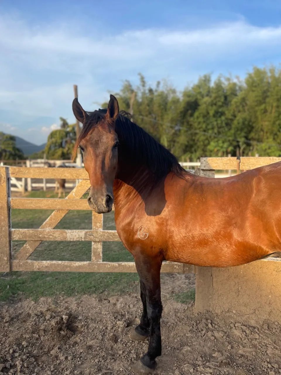 Cavalo Mangalarga Marchador  - Foto 3