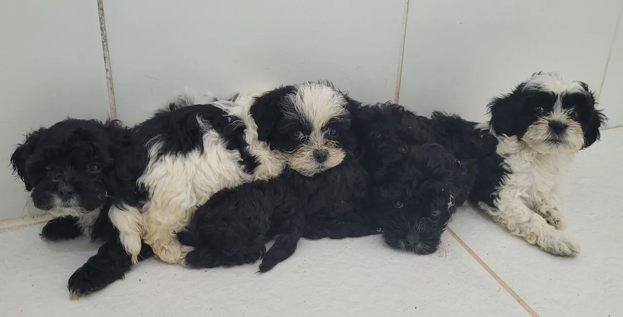 Lindos Filhotes de Shih Tzu com Poodle