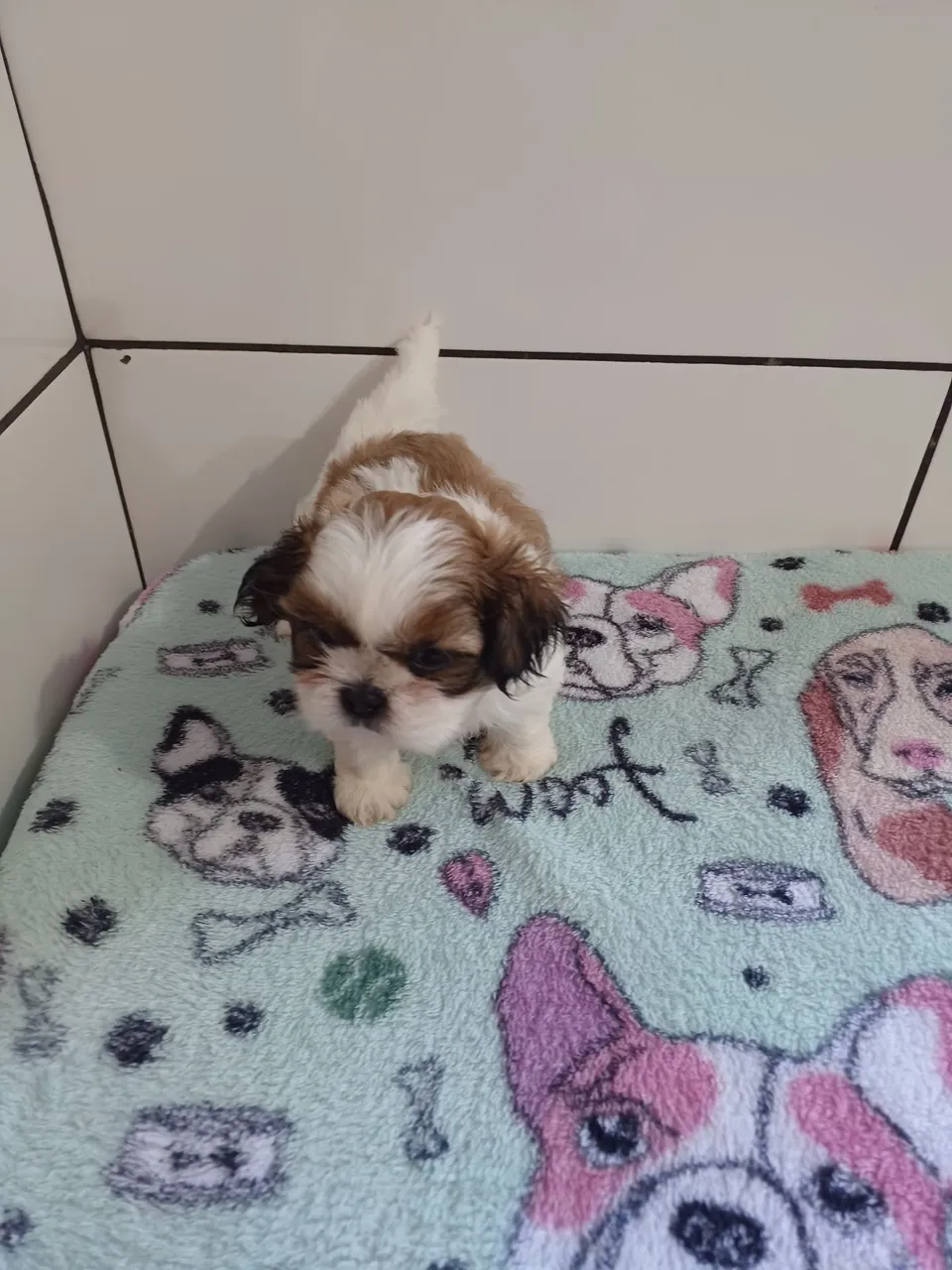 Filhote Shih Tzu Macho