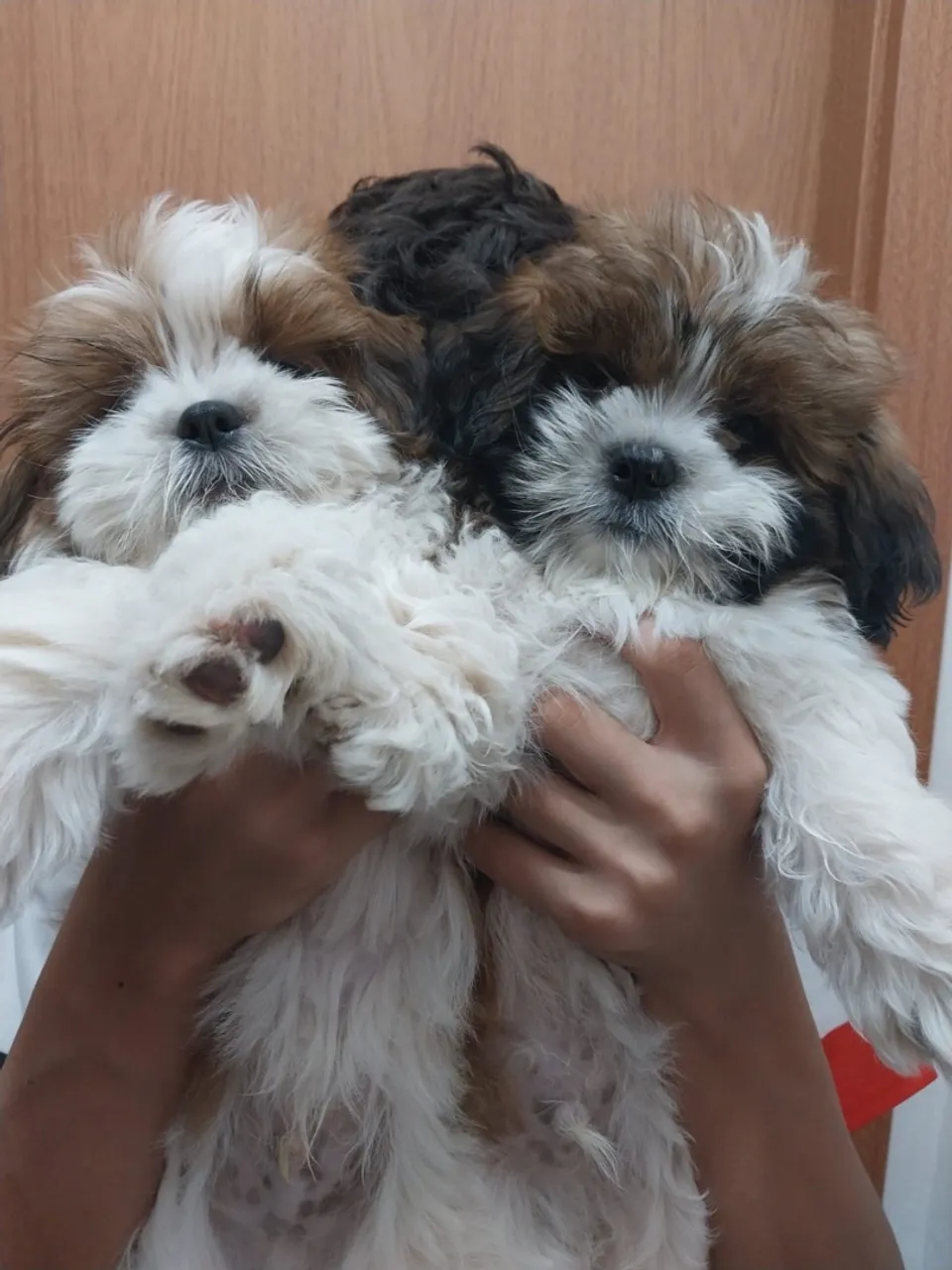 Filhotes Shih Tzu