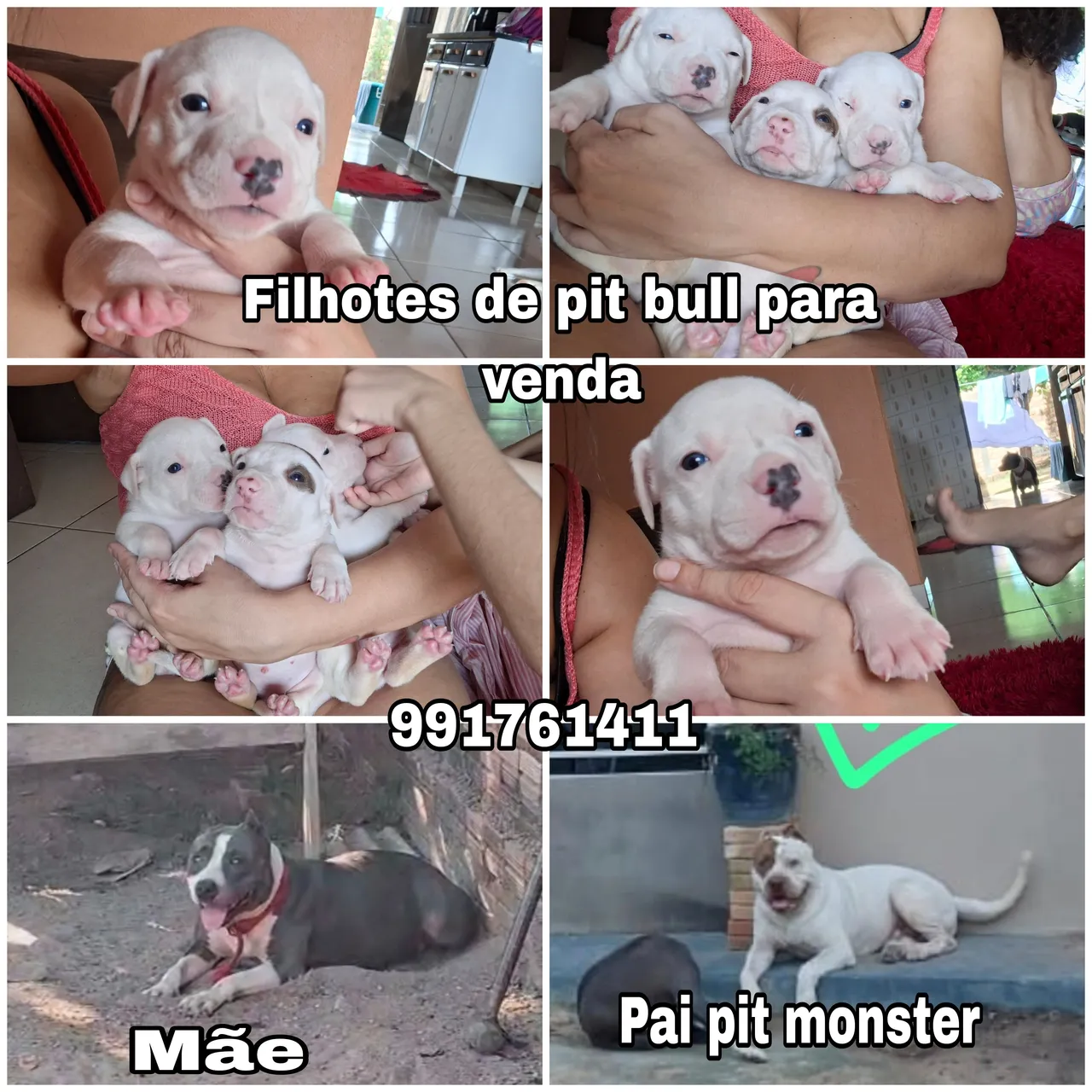 Filhotes de Pitbull para venda