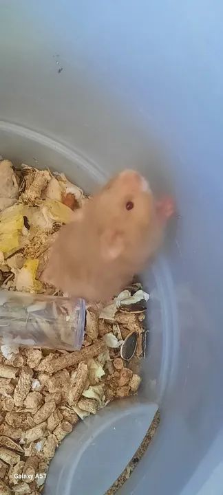 Hamster Filhote