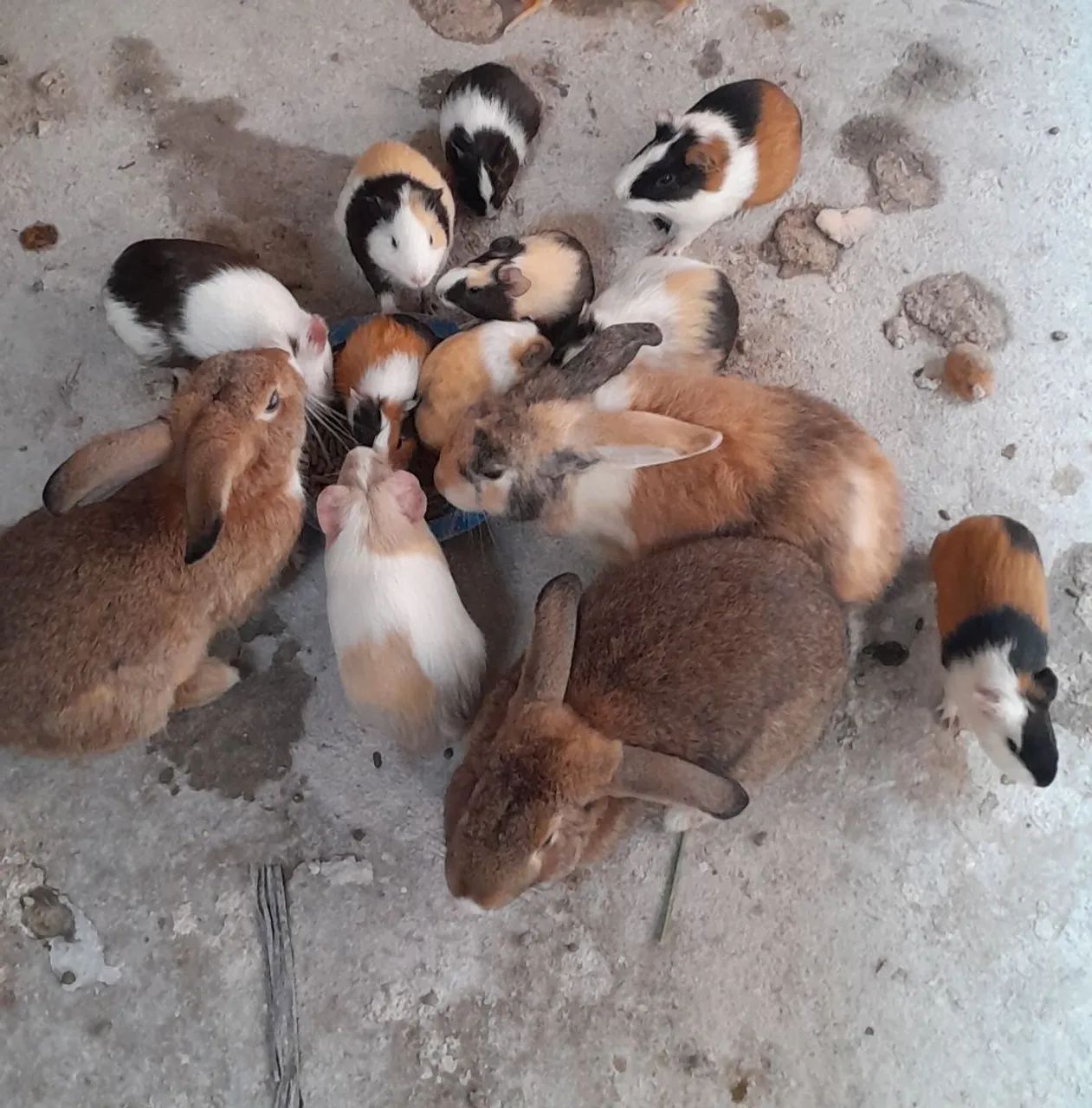 Vendo porquinho da india  - Foto 4