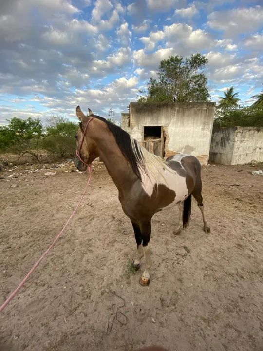 Cavalo Mangalarga Marchador - Foto 4