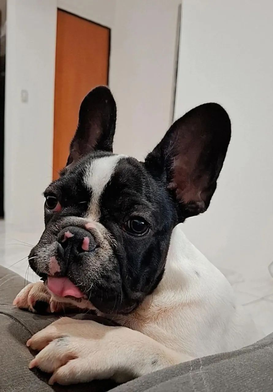 Filhote de Bulldog Francês - Foto 2