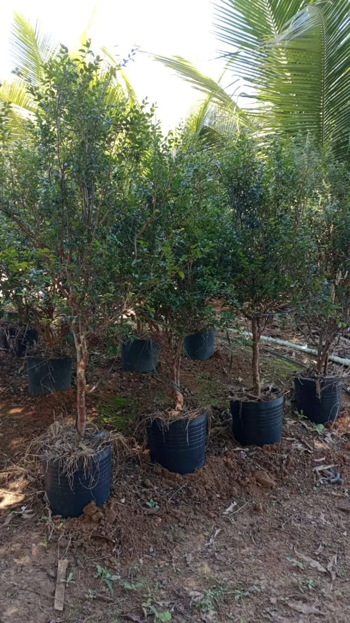 Jaboticaba sabara