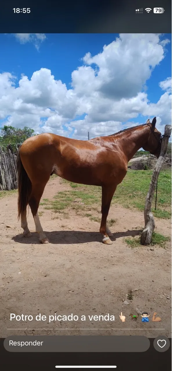 Potro de picado à venda