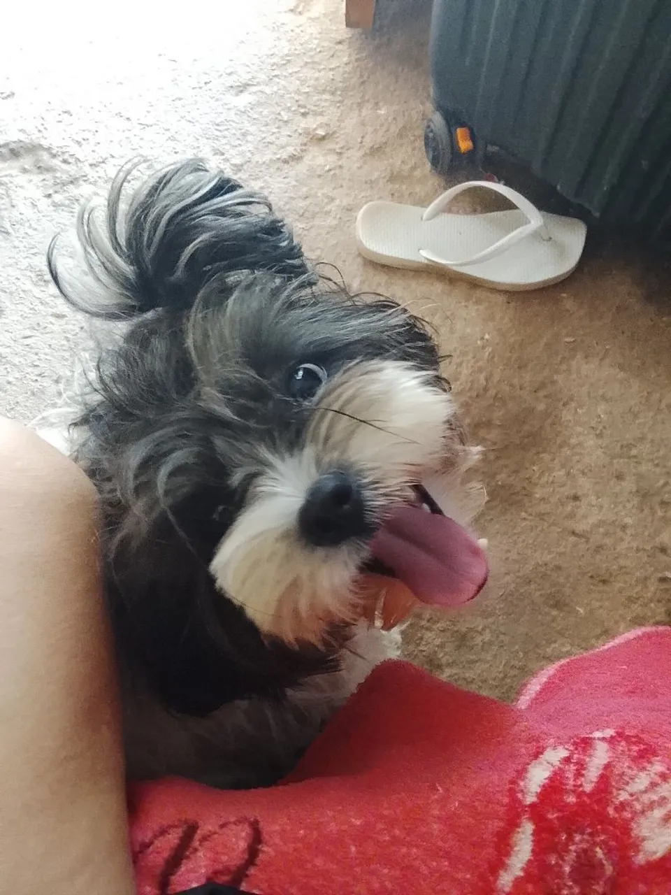 Filhote de Shih Tzu adorável e brincalhão