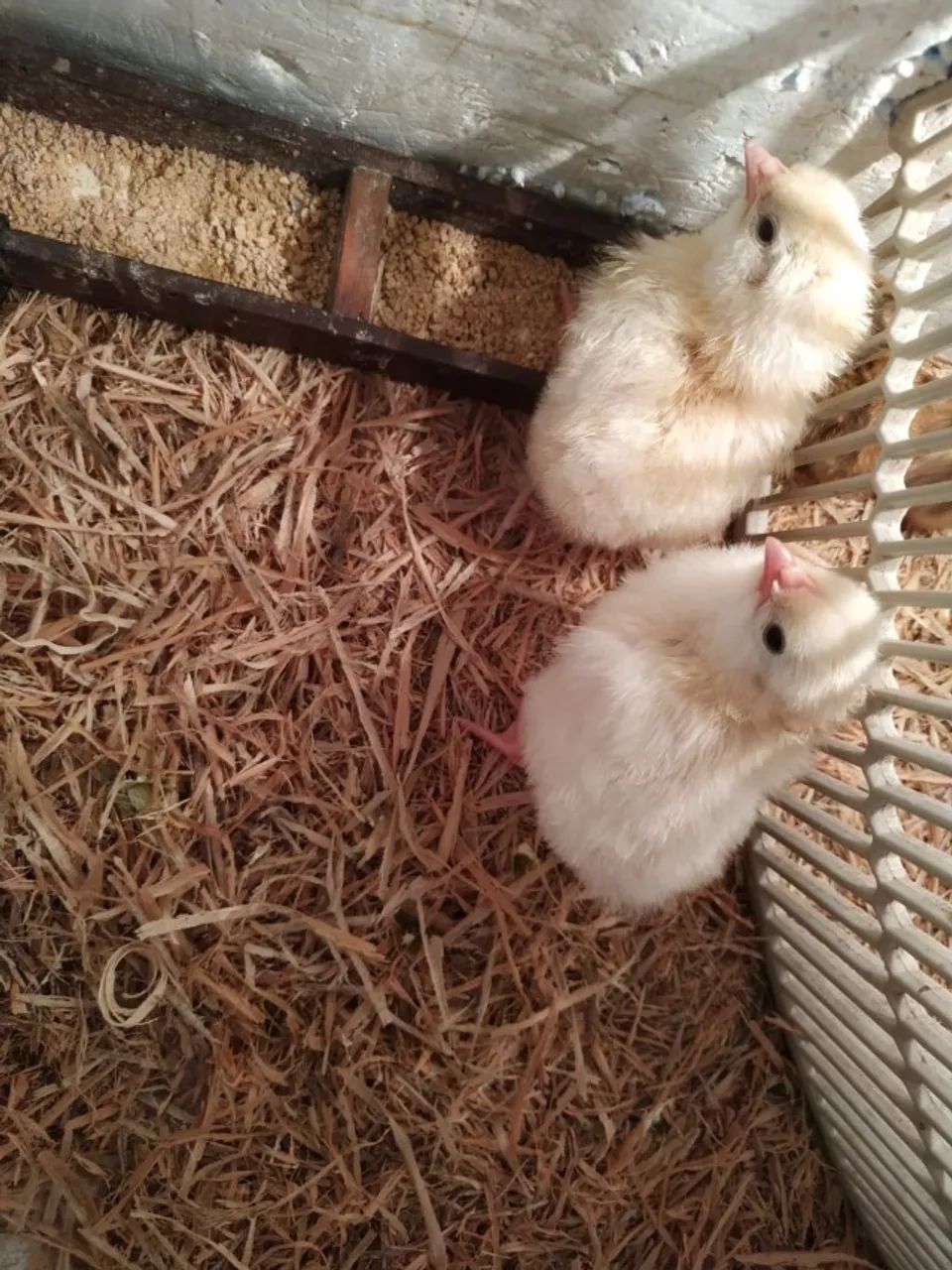 Pintinhos de leghorne americana - Foto 2