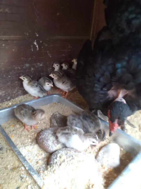 Pintinhos de Galinha de Angola  - Foto 2