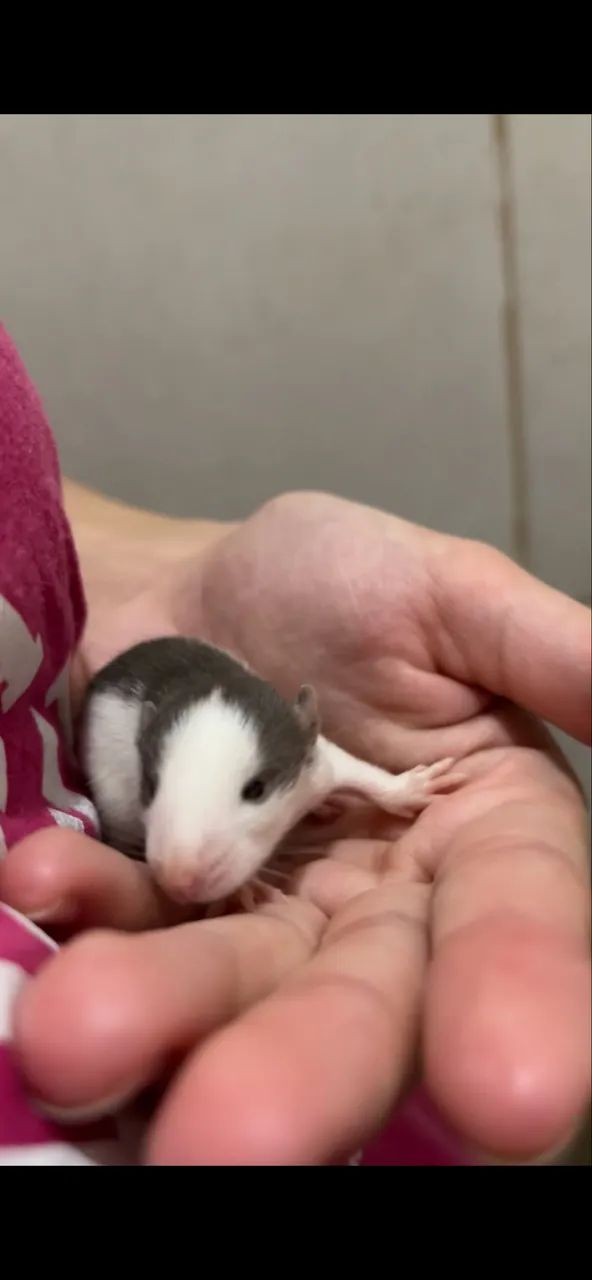 Ratos Twisters 64706227161603123