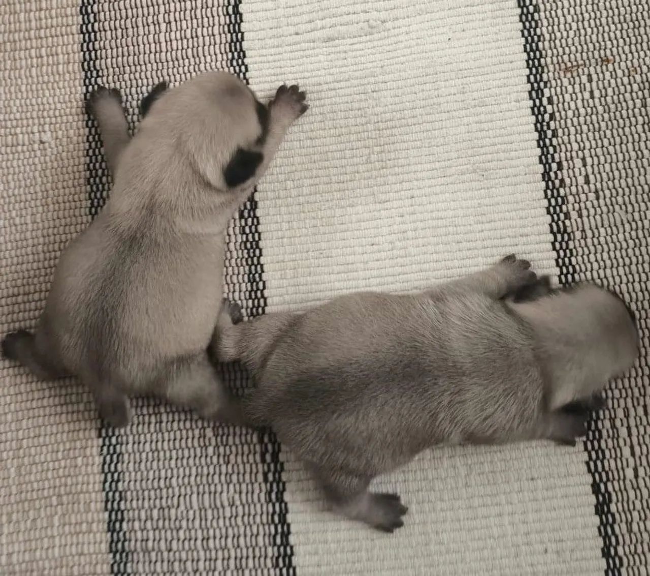 Filhotes de Pug