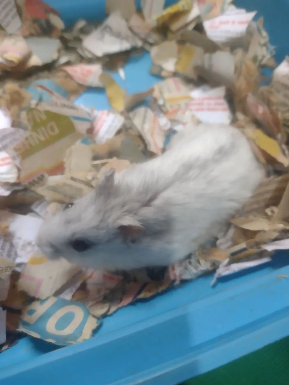 Hamster anão russo raro - Foto 3
