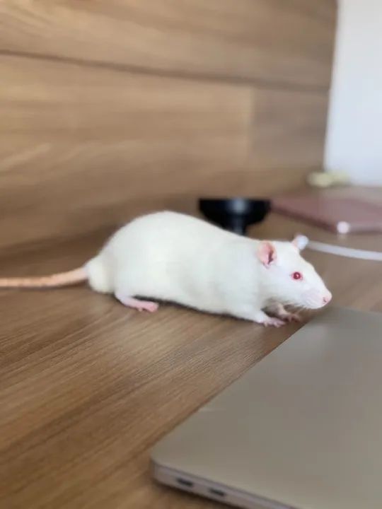 Rato Twister Macho - Foto 4