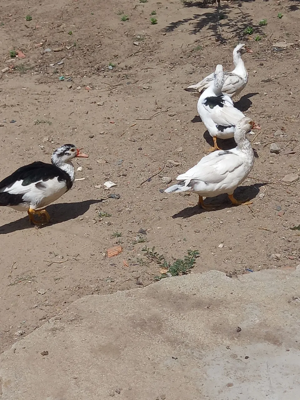 Lindos patos para criação