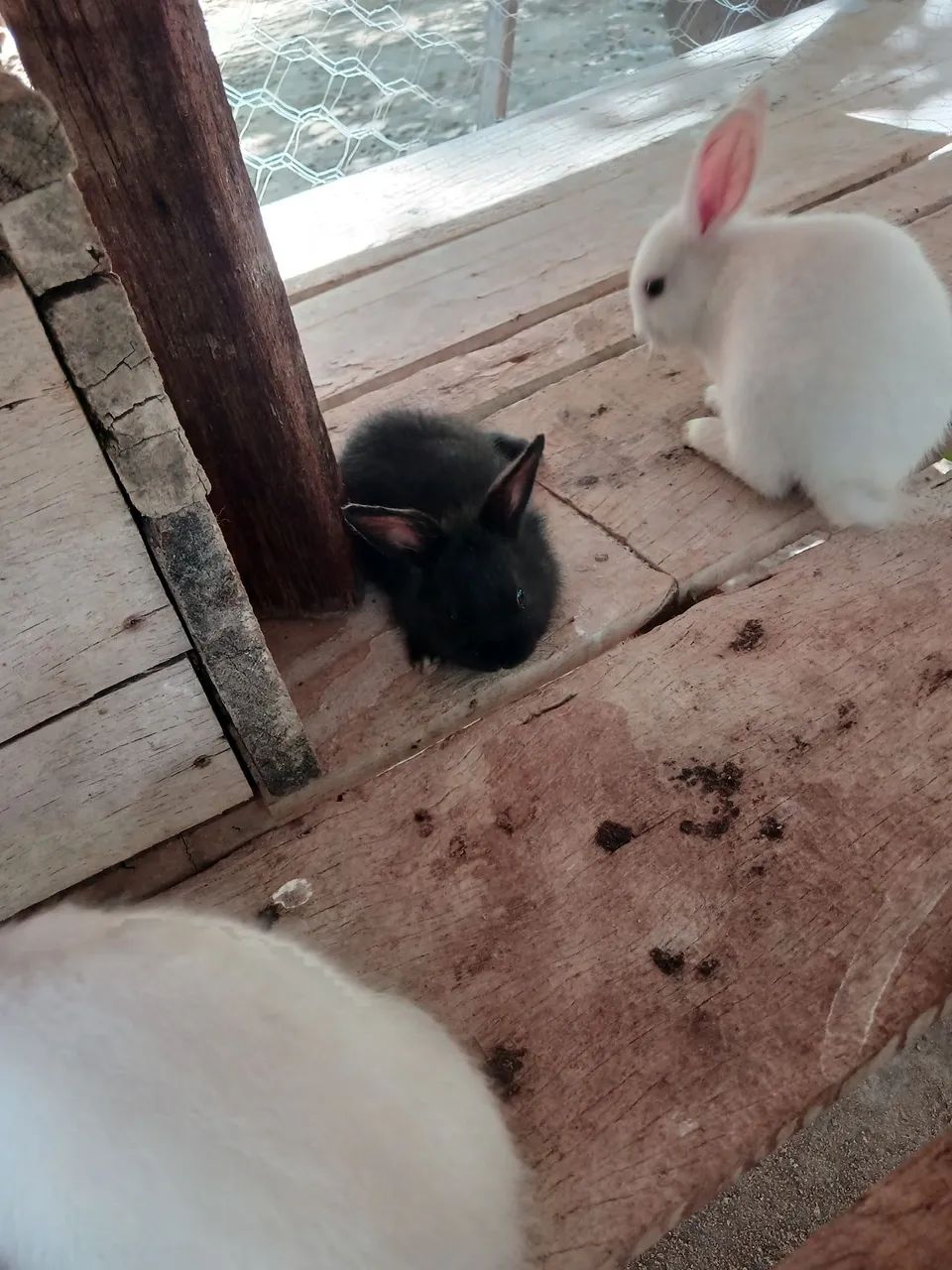 Coelhinho babys  - Foto 3